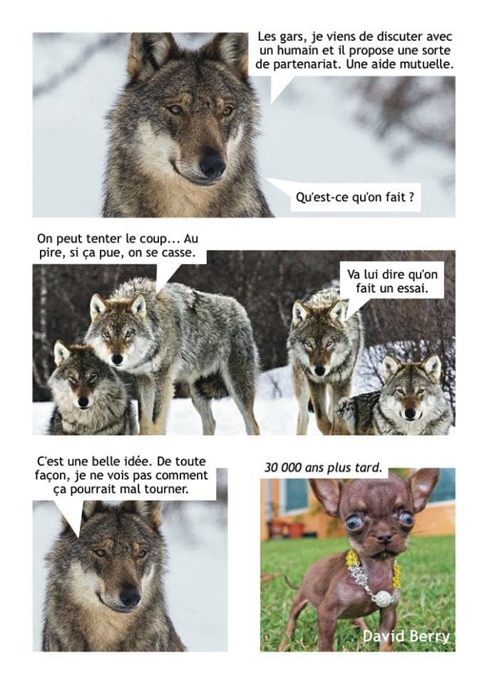 meme evolution loup chien